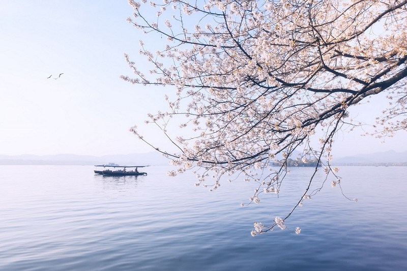 的西湖区,是全国著名风景旅游城市和历史文化名城杭州市的旅游中心,是